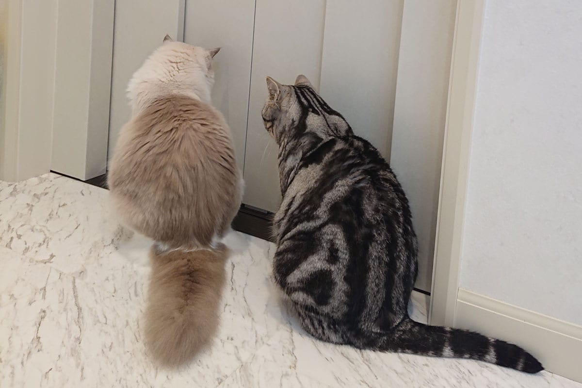 小林幸子さんの愛猫・コウの助くん（左）とジャコ助くん（左）。