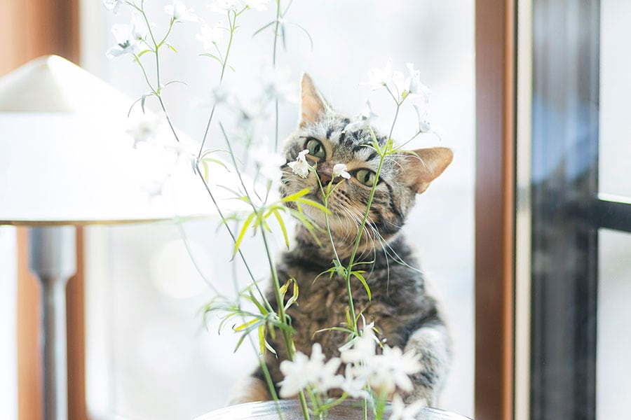 ラパル ♂ 1歳。ラパーマという癖毛の保護猫です。お花からひょっこり顔を出してくれました。