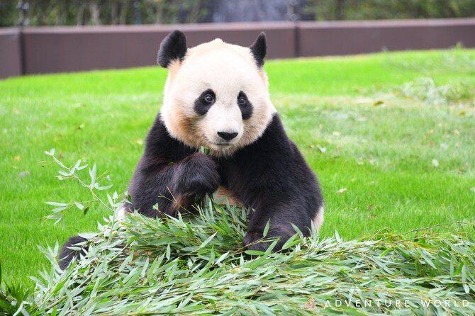 結浜。©アドベンチャーワールド