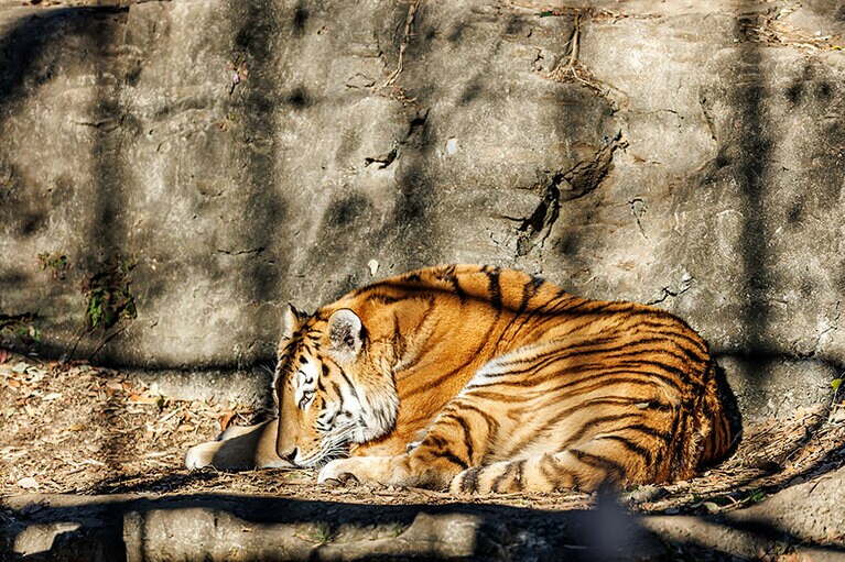 ごろんとまどろむイチ。