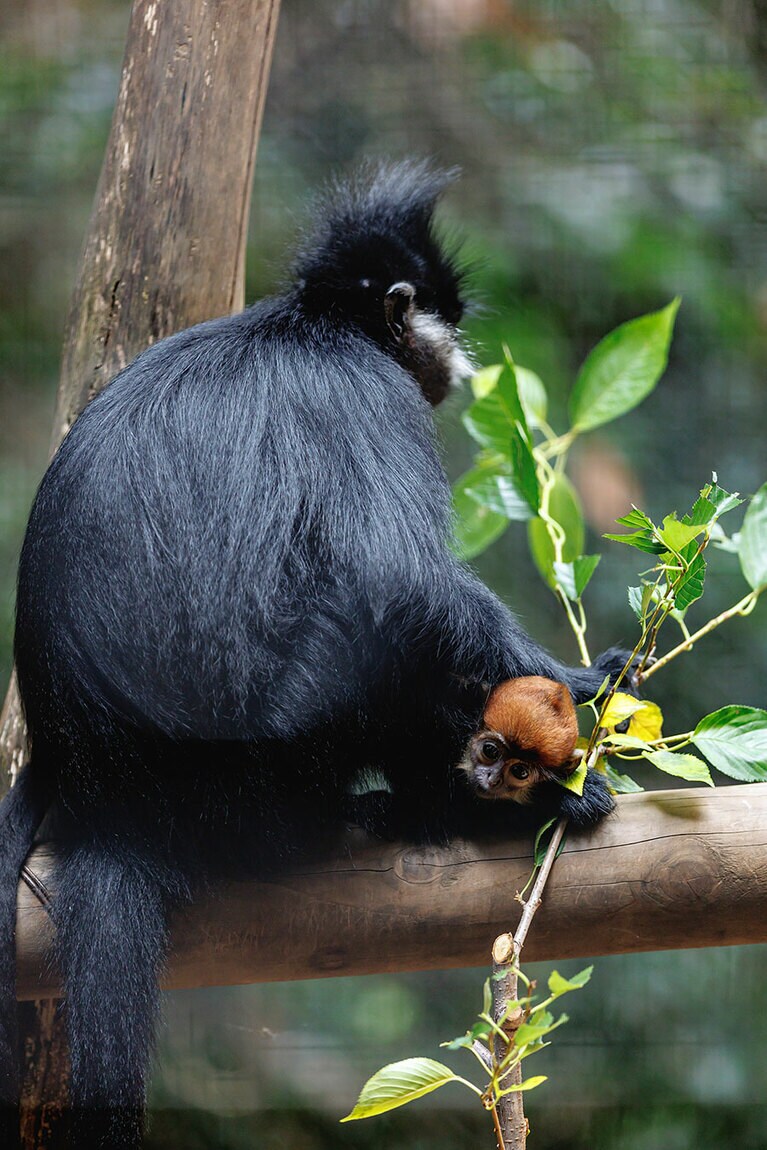チョコとミント。