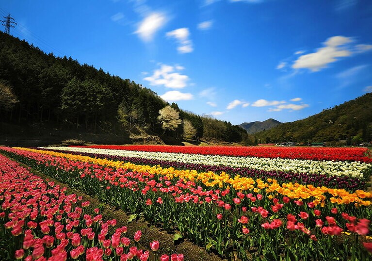 たんとう花公園／兵庫県