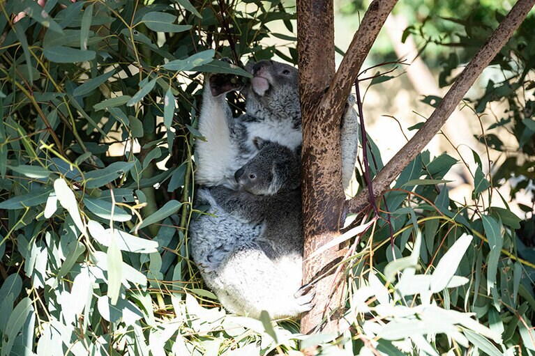 お食事中のお母さんコアラ。