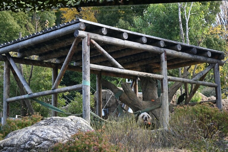 屋外でニンジンを食べるレイレイ（2025年12月9日、筆者撮影）