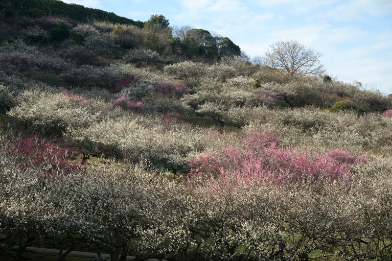 《早春の絶景散歩》紅白の梅の先には瀬戸内海、園内には古墳も！西日本随一の梅の名所「綾部山梅林」へ【兵庫県】