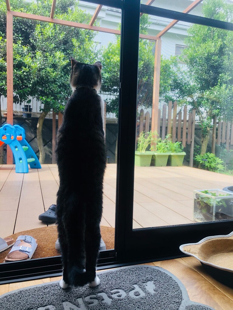 びー ♀ 5歳。首は長くないのにあまりに体が長い。