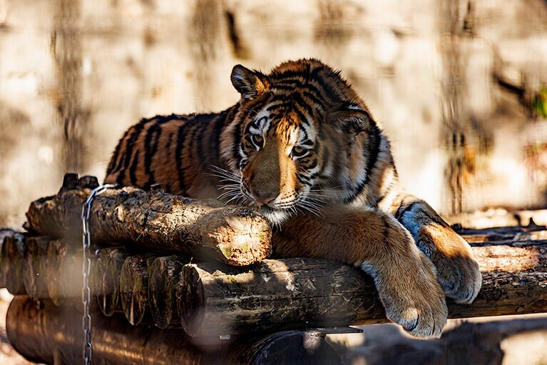 居場所を変えて、またくつろぐフタバ。