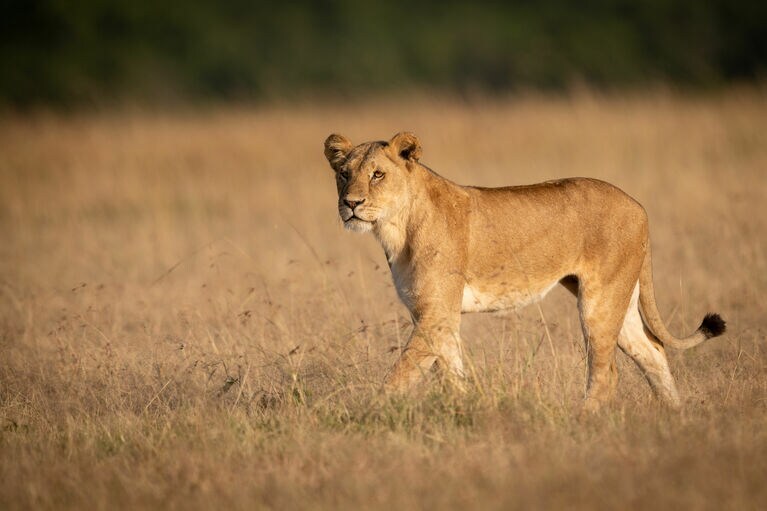 メスのライオン。©アフロ