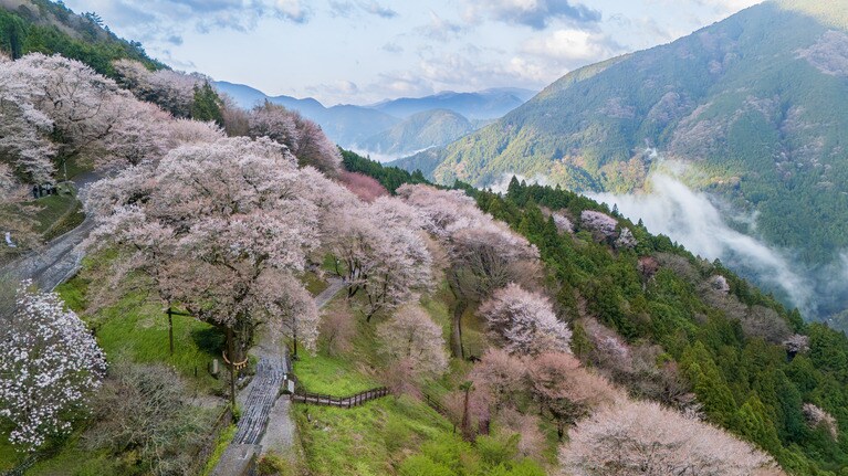 仁淀川のひょうたん桜。写真：weapons_photograph/イメージマート