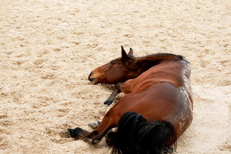 馬場の砂が気持ちいいの。