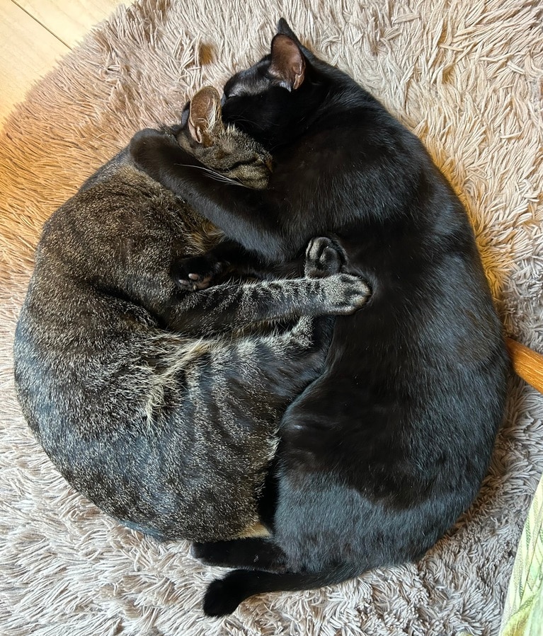 くろすけ、のりすけ ♂ 8歳、4歳。プロレスごっこからの寝落ち（うにゃさん）