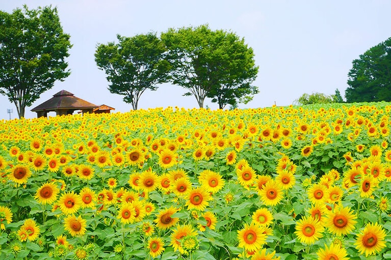 【愛知県】愛知牧場。
