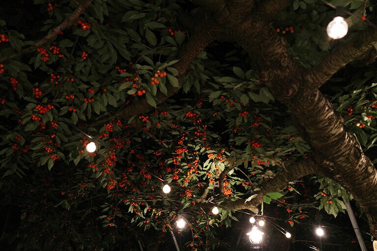 見上げると真っ赤に熟したさくらんぼがたくさん。