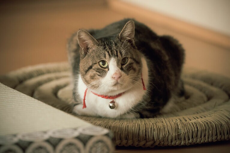 小麻呂の出演が確認された日は、SNSに歓喜のコメントが殺到。Xでもトレンド入りするなど、異例とも言える人気を博している。　©NHK