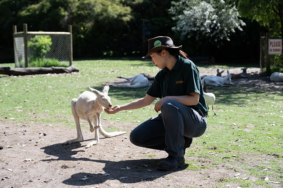 カンガルーには手から餌を与えることができる。こちらはカンガルーに魅せられてオーストラリアに移住した日本人飼育員のかおりさん。