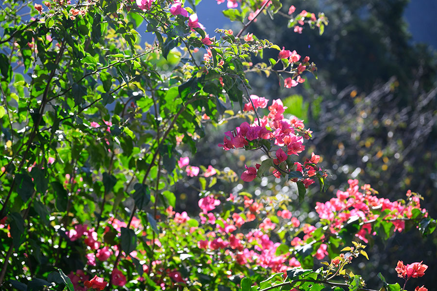 ブーゲンビリアなど色鮮やかな南国の花が一年を通してみられる。