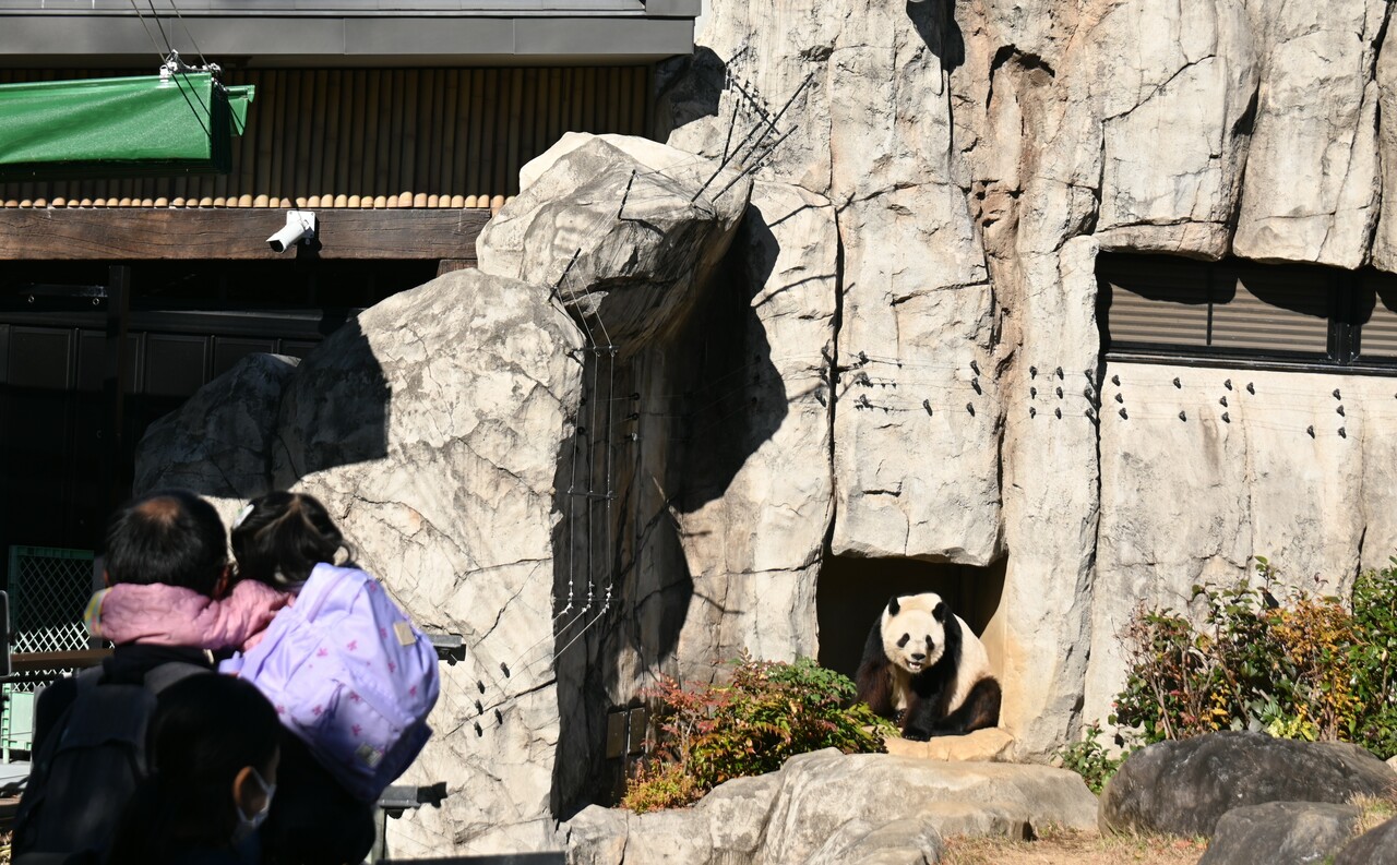 上野動物園でのシャオシャオ。レイレイと共に、さまざまな人たちの思い出に残った。（2025年12月26日、筆者撮影）