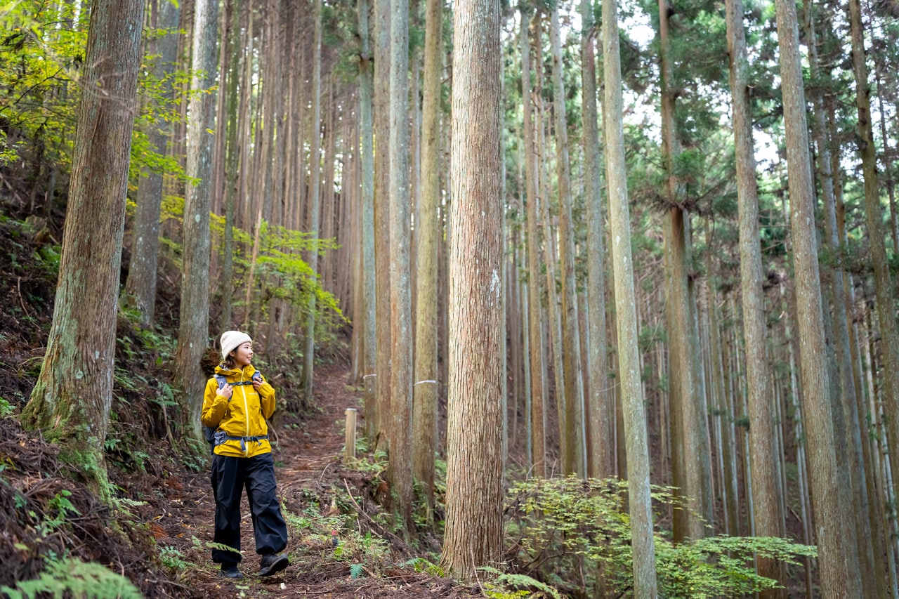 谷底のほうまでたくさんの吉野杉が力強くそびえる。