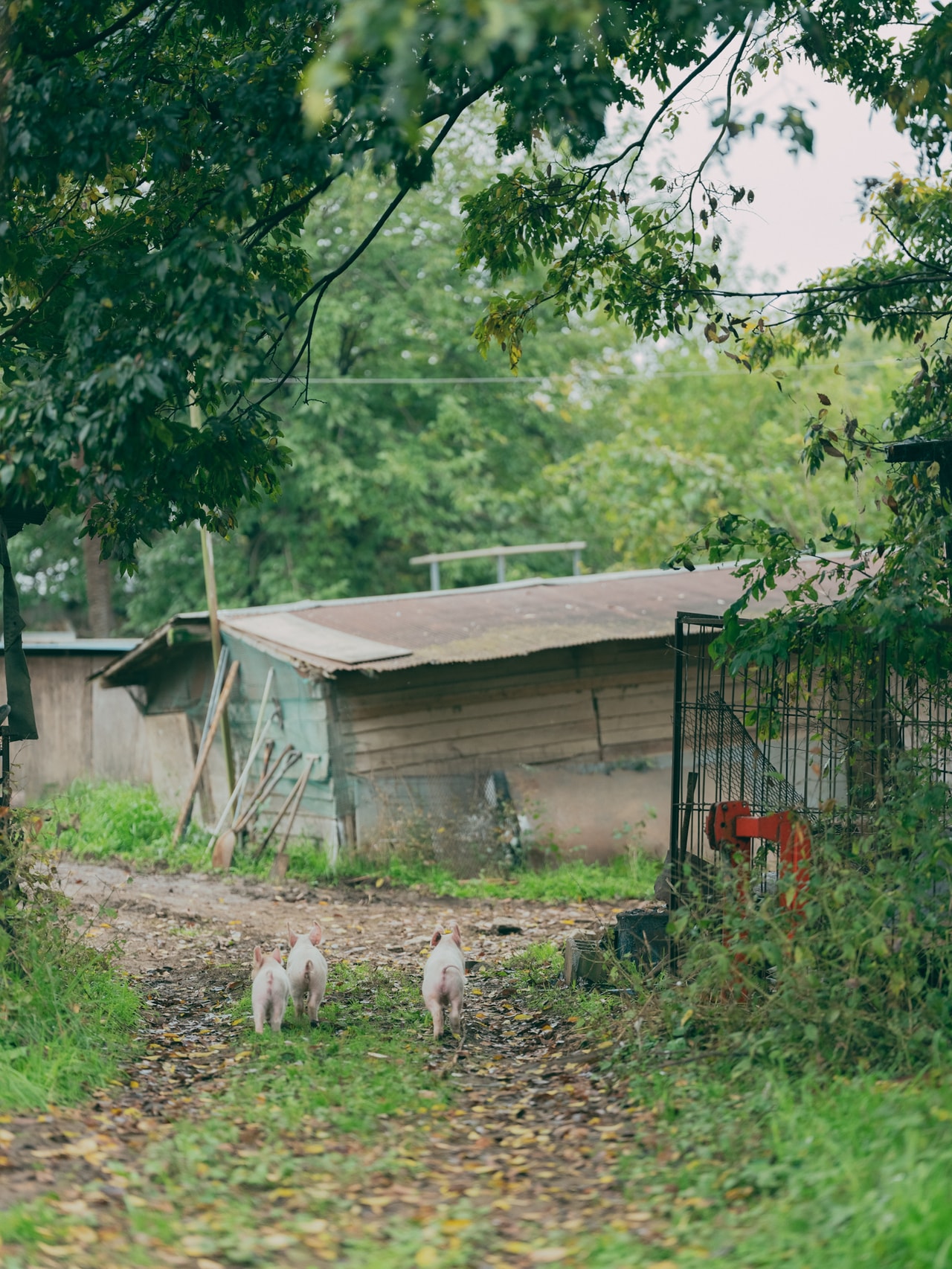 山梨県韮崎市の農園を自由に走り回る3匹の子豚たち。2024年11月15日