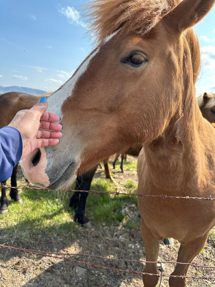 人懐っこい馬。