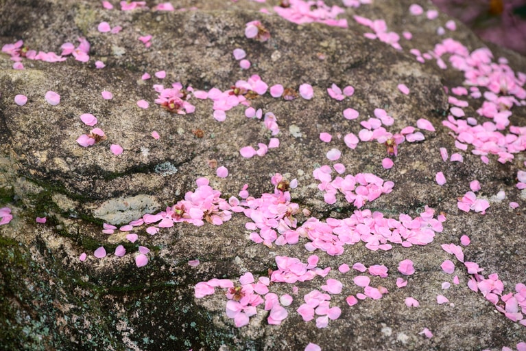 《早春の絶景散歩》紅白の梅の先には瀬戸内海、園内には古墳も！西日本随一の梅の名所「綾部山梅林」へ【兵庫県】