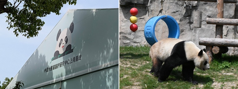 上海野生動物園で「中国大熊猫保護研究中心上海基地」と記された建物と、園内にいたカンカン（2025年5月4日、筆者撮影）