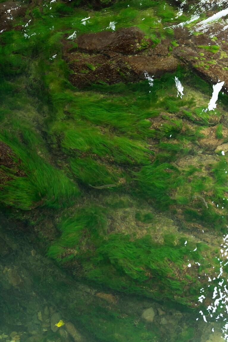鮎は体を捻りながら苔を食べるためキラキラして見える。