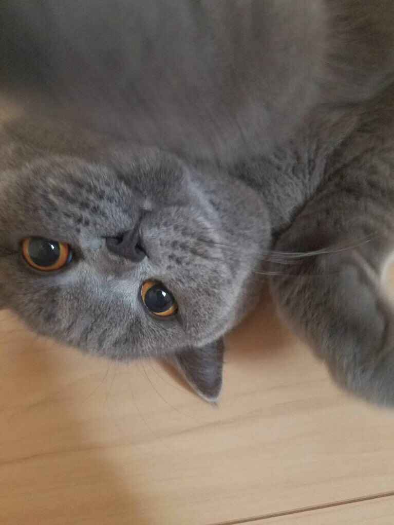 ベル ♀ 2歳。いつ撮っても顔が決まっていて羨ましい限りです。