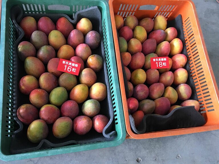 1箱あたり16個、18個仕様に仕分けされたマンゴー。