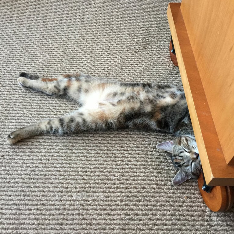 奇跡の瞬間部門3位：チャッキー ♀ 10歳。