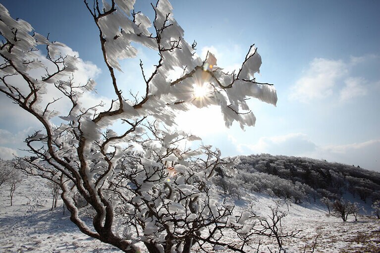 【奈良県】三峰山の霧氷。