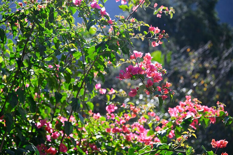 ブーゲンビリアなど色鮮やかな南国の花が一年を通してみられる。