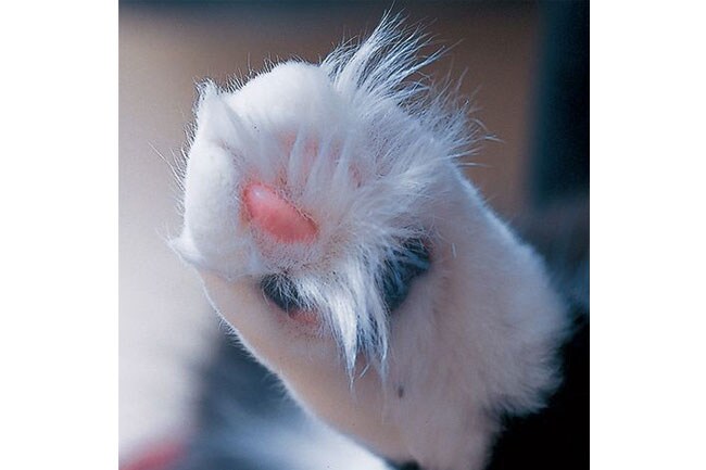 毛モジャ　手のかかる甘えん坊【ぬか漬けタイプ】。