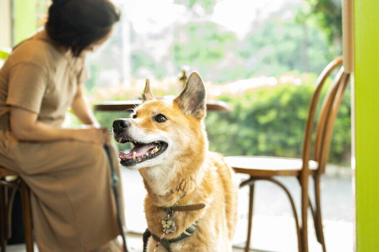 1階はペットOK。お散歩している犬が多いエリアなので評判になりそう。