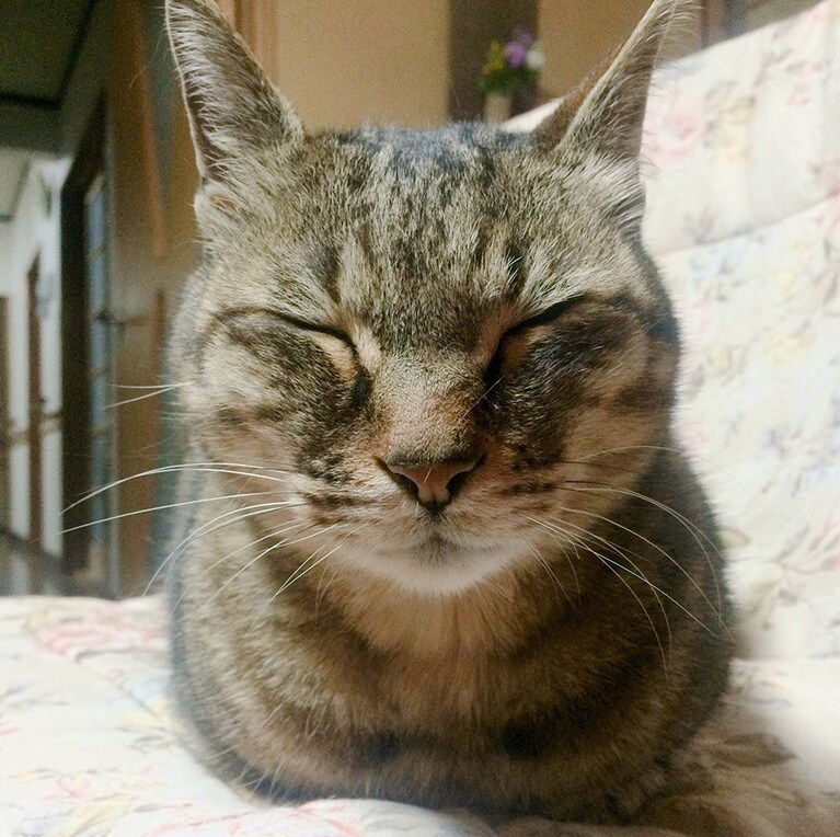 チャイ ♂ 17歳。実家に帰ると、いつもこの穏やかな顔が待っていました。昨年、17年のキャットライフを終えましたが、今も心を温めてくれる一枚です。