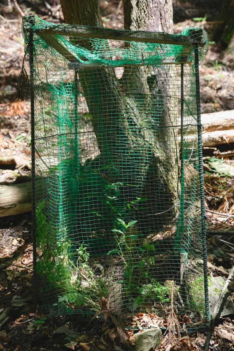 鹿の食害から守るためにネットで保護された野草。登山道の至るところに設置されている。