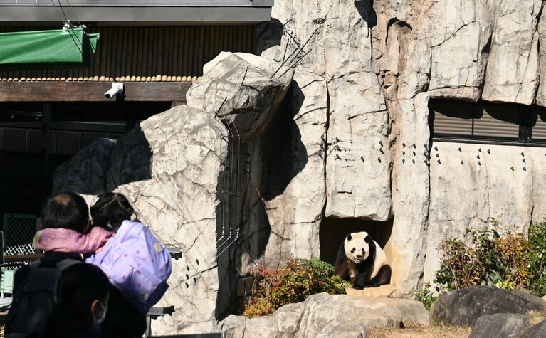 上野動物園でのシャオシャオ。レイレイと共に、さまざまな人たちの思い出に残った。（2025年12月26日、筆者撮影）