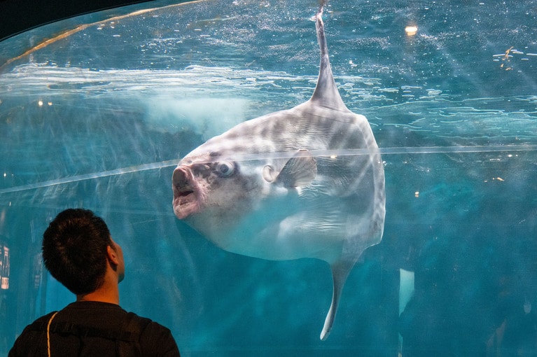 面白い顔をしてくるマンボウ。ふぐの仲間だったんですね。