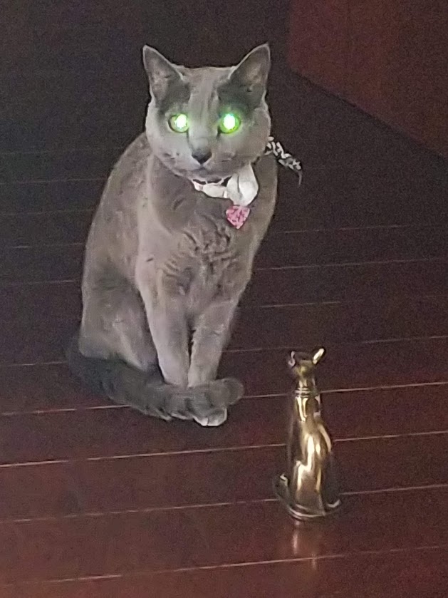 ニーナ ♀ 13歳。「わたくし、エジプトの猫なんかに負けませんわよ！！」