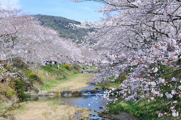 【京都府】玉川堤の桜。