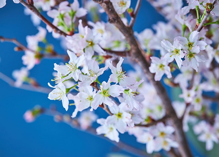 “おうち時間”の影響は、花を飾るというライフスタイルにも変化をもたらした。青山フラワーマーケットの枝ものの定番商品は、2021年1月から現在まで昨年売上対比で160％以上と急成長！