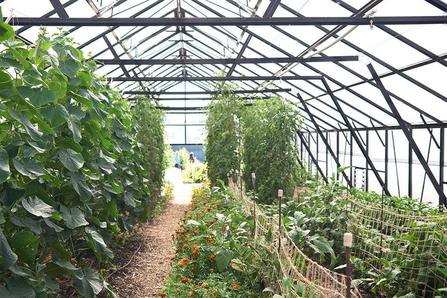 季節の野菜が育つ温室。