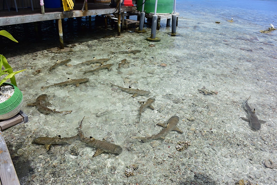 ダイビングポイント「トゥマコフア・パス」の前にあるレストランでは、浅瀬でもサメがたくさん。