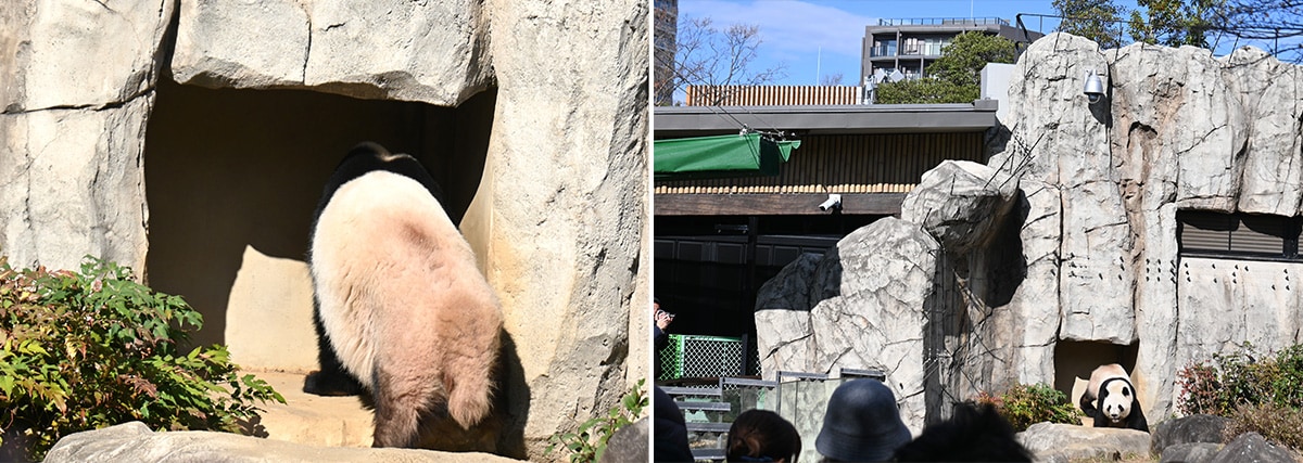 レイレイの部屋と直結している扉に近づくシャオシャオ。（2025年12月9日、筆者撮影）