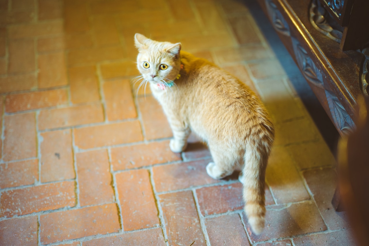 2代目店長の香平くん。