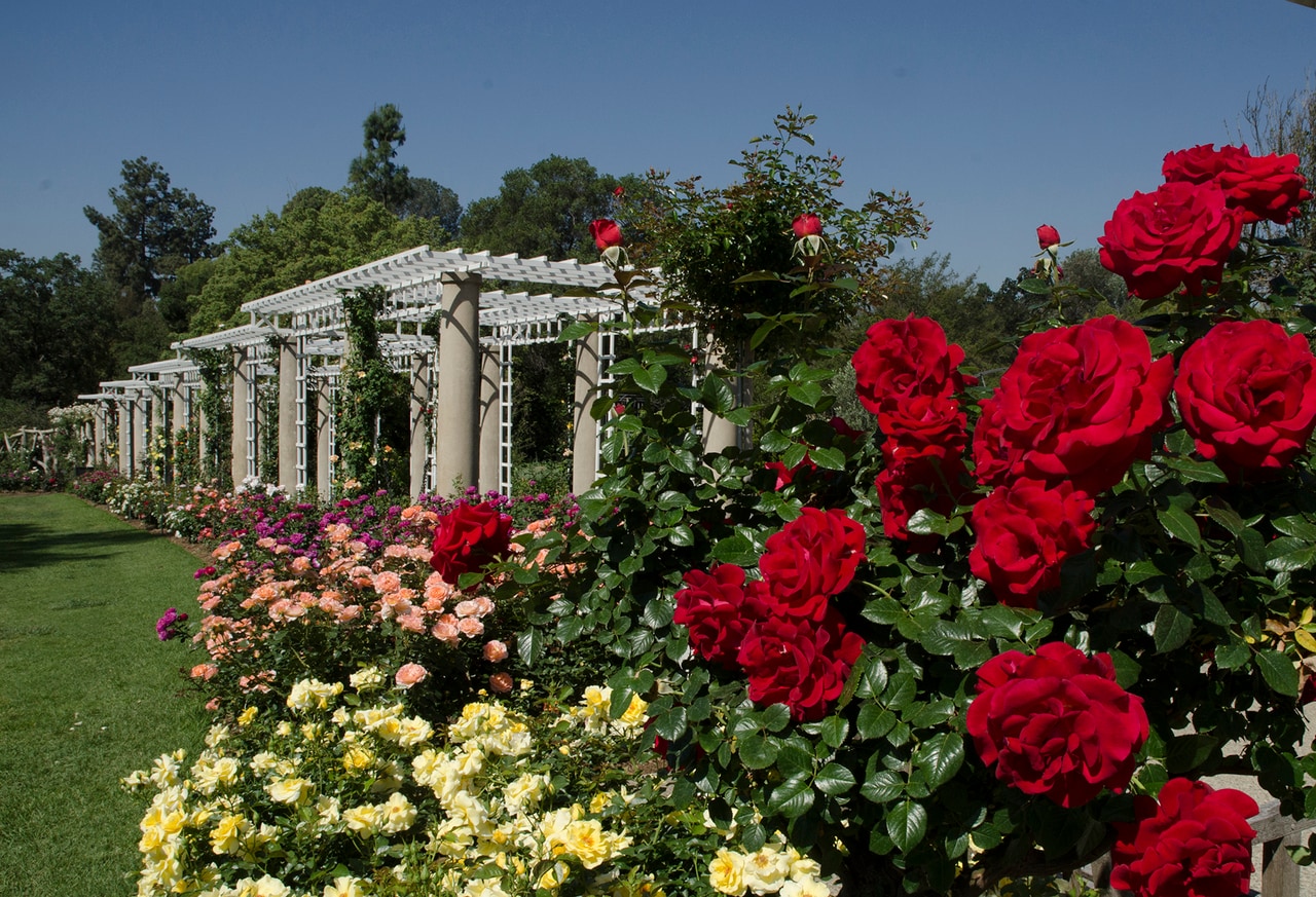 バラが美しい「ザ・ハンティントン」。© The Huntington