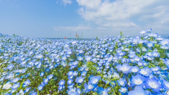 花畑 2ページ目)童話みたいなネモフィラ花畑8選 | 今こそ行きたい！ 「日本