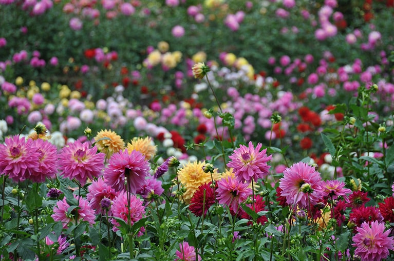 【埼玉県】両神山麓花の郷ダリア園。