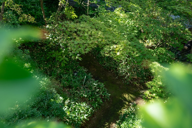 揺れる木洩れ日が美しい。