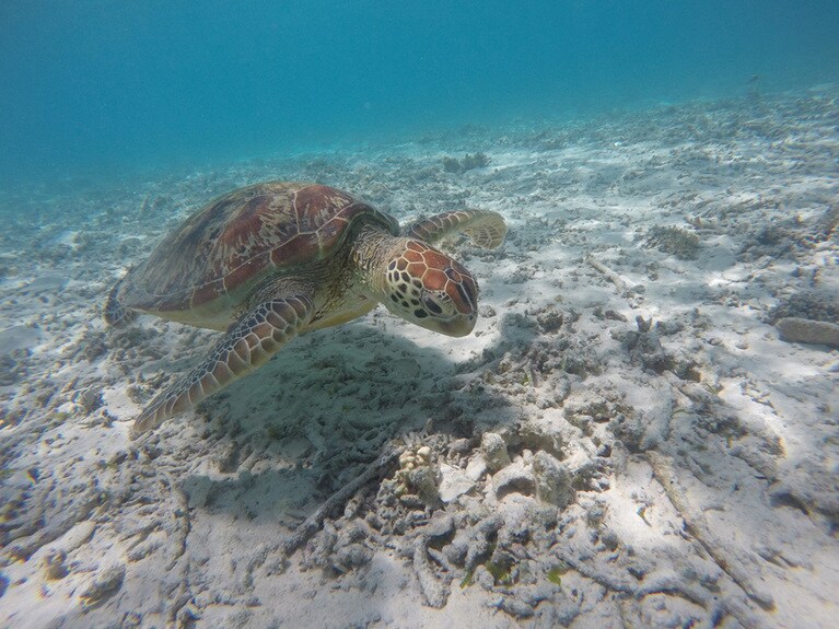 どことなく、あどけない表情の海ガメちゃん。©セルリアンブルー